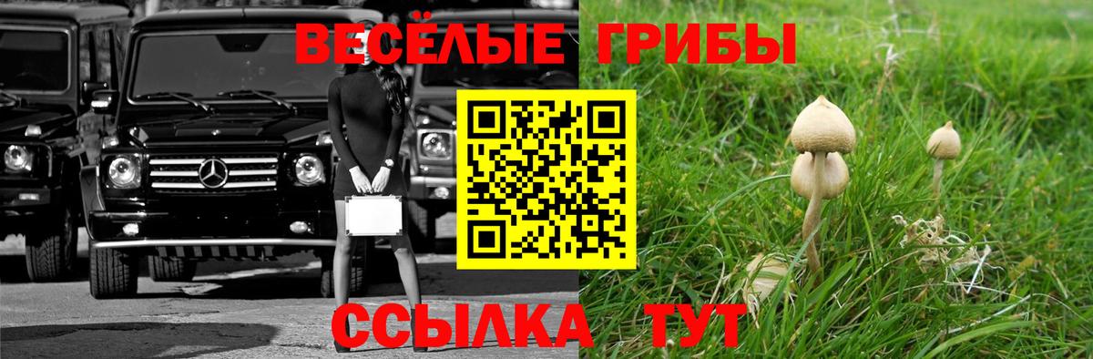 Псилоцибиновые грибы Magic Shrooms  Вход с VPN  где можно купить наркотик  Брянск  Псилоцибиновые грибы Cubensis 